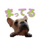 愛犬ごんたのスタンプ（個別スタンプ：15）