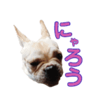 愛犬ごんたのスタンプ（個別スタンプ：16）