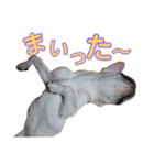 愛犬ごんたのスタンプ（個別スタンプ：18）