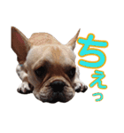 愛犬ごんたのスタンプ（個別スタンプ：19）