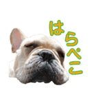 愛犬ごんたのスタンプ（個別スタンプ：20）