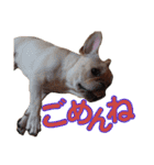愛犬ごんたのスタンプ（個別スタンプ：21）