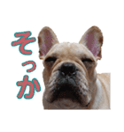 愛犬ごんたのスタンプ（個別スタンプ：22）