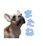 愛犬ごんたのスタンプ（個別スタンプ：23）