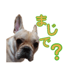 愛犬ごんたのスタンプ（個別スタンプ：24）