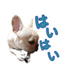 愛犬ごんたのスタンプ（個別スタンプ：25）