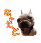 愛犬ごんたのスタンプ（個別スタンプ：27）