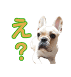愛犬ごんたのスタンプ（個別スタンプ：28）