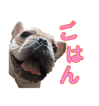 愛犬ごんたのスタンプ（個別スタンプ：29）