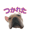 愛犬ごんたのスタンプ（個別スタンプ：30）