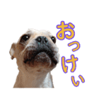 愛犬ごんたのスタンプ（個別スタンプ：31）