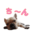 愛犬ごんたのスタンプ（個別スタンプ：32）