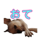 愛犬ごんたのスタンプ（個別スタンプ：33）