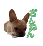 愛犬ごんたのスタンプ（個別スタンプ：34）