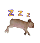 愛犬ごんたのスタンプ（個別スタンプ：36）
