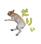 愛犬ごんたのスタンプ（個別スタンプ：37）