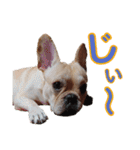 愛犬ごんたのスタンプ（個別スタンプ：38）