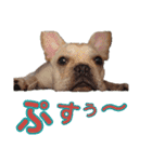 愛犬ごんたのスタンプ（個別スタンプ：39）