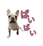 愛犬ごんたのスタンプ（個別スタンプ：40）