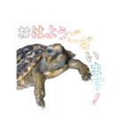 カメスタ（個別スタンプ：1）