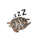 カメスタ（個別スタンプ：3）