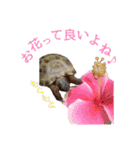 カメスタ（個別スタンプ：5）
