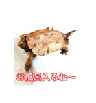 カメスタ（個別スタンプ：8）