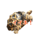 カメスタ（個別スタンプ：9）
