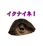 カメスタ（個別スタンプ：10）