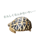 カメスタ（個別スタンプ：12）