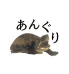 カメスタ（個別スタンプ：15）