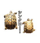 カメスタ（個別スタンプ：16）