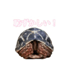 カメスタ（個別スタンプ：21）