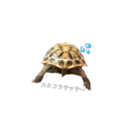 カメスタ（個別スタンプ：22）