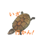 カメスタ（個別スタンプ：24）