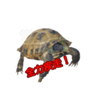 カメスタ（個別スタンプ：25）