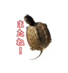 カメスタ（個別スタンプ：28）