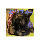 サビ猫☆チコ（個別スタンプ：4）