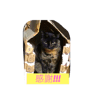サビ猫☆チコ（個別スタンプ：5）