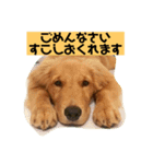 ゴールデンレトリバーの 日常会話（個別スタンプ：1）