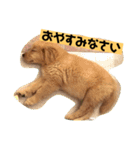 ゴールデンレトリバーの 日常会話（個別スタンプ：3）