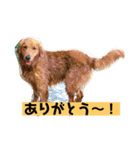 ゴールデンレトリバーの 日常会話（個別スタンプ：4）