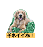 ゴールデンレトリバーの 日常会話（個別スタンプ：8）