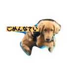 ゴールデンレトリバーの 日常会話（個別スタンプ：9）