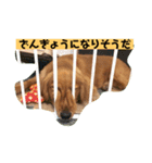 ゴールデンレトリバーの 日常会話（個別スタンプ：10）