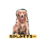 ゴールデンレトリバーの 日常会話（個別スタンプ：11）