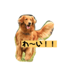 ゴールデンレトリバーの 日常会話（個別スタンプ：12）
