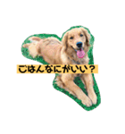 ゴールデンレトリバーの 日常会話（個別スタンプ：13）