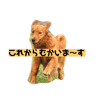 ゴールデンレトリバーの 日常会話（個別スタンプ：14）