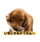 ゴールデンレトリバーの 日常会話（個別スタンプ：15）
